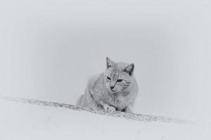 adulto gatto su un' leggero sfondo di un' mattone Casa al di fuori foto