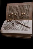 Ruit di melia su il sfondo di il vecchio libro. avvicinamento. sfondo. Vintage ▾ foto