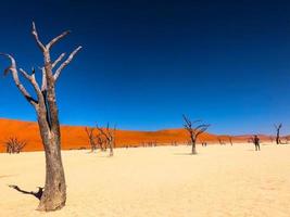 andiamo Salva nostro proprio terra foto