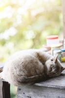 grigio a strisce gatto godere e dormire su il tavolo foto
