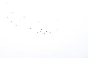 sfondo gregge di nero uccelli nel il cielo isolato struttura per opera d'arte foto