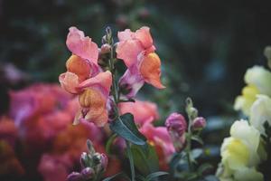 estate colorato fiori di leone giardino nel luce del sole con bokeh foto