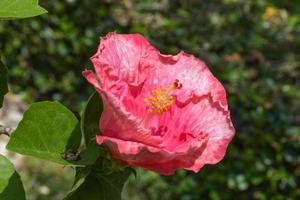 rosa ibisco fiore con bellissimo petali e polline fioritura nel il giardino di bangkok, Tailandia foto