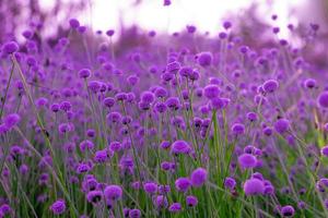 fiore sfocato, viola sul campo. bella crescita e fiori sul prato che sbocciano al mattino, messa a fuoco selettiva foto