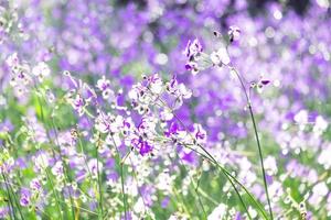 viola fiore i campi fiorente.bella in crescita e fiori su prato fioritura nel il mattina, selettivo messa a fuoco foto