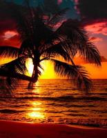 palma sulla spiaggia durante il tramonto di una bellissima spiaggia tropicale foto