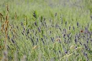 un' levander campo foto