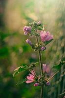 selvaggio viola selvaggio malva fiore su verde prato su primavera giorno nel avvicinamento foto