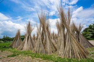 molte di iuta bastoni siamo pila su per sole essiccazione a Madhabdi, narsingdi, bangladesh. foto