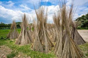 molte di iuta bastoni siamo pila su per sole essiccazione a Madhabdi, narsingdi, bangladesh. foto