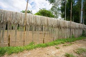 iuta fibra siamo tenuto appendere su per sole essiccazione a Madhabdi, narsingdi, bangladesh. foto