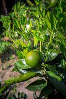 verde Malta agrumi, spoglio 1 dolce Malta frutta sospeso su albero nel bangladesh. foto