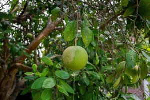 un' verde pomelo frutta sospeso su il albero. anche chiamata verde Uva. foto