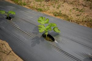 mini pianta, angurie seme germinare mini pianta con suolo avvolto plastica. foto