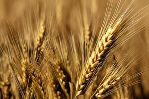 avvicinamento d'oro Grano campo, generativo ai foto