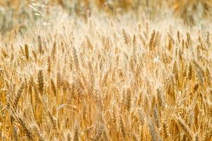campo di cereali di grano in tarda estate