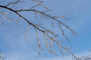 ghiaccioli su un ramo di albero spoglio foto