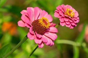 fiori di zinnia con uno sfondo sfocato giardino foto