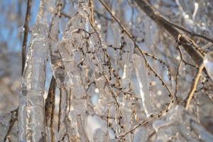 primo piano di ghiaccioli sui rami degli alberi spogli foto