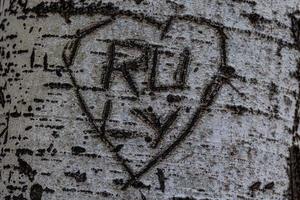 cuore lavorato nel un' albero iniziali di Gli amanti luminosa bianca abbaiare foto