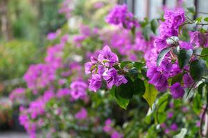 fiori di bouganville rosa brillante con uno sfondo verde sfocato a sochi, russia foto