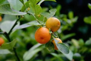 l salutare gustoso Due arancia arance in crescita su un' albero tra verde le foglie foto