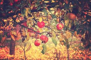 succoso gustoso rosso mele su un autunno ramo di Mela albero nel il caldo sole foto