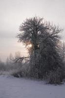 sereno pastello inverno mattina con bianca neve e nero alberi e il sole penetrante attraverso il nuvole nel il cielo foto