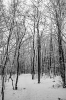 triste inverno bianco nero paesaggio con alberi nel il neve nel gennaio foto