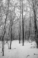 triste inverno bianco nero paesaggio con alberi nel il neve nel gennaio foto