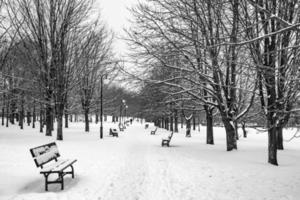 triste inverno bianco nero paesaggio con alberi nel il neve nel gennaio foto