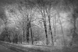 triste inverno bianco nero paesaggio con alberi nel il neve nel gennaio foto