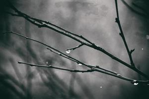 solitario spoglio albero rami con gocce di acqua dopo un' novembre freddo pioggia foto