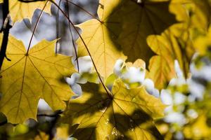 sfondo con autunno colorato acero le foglie foto