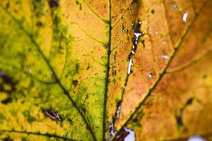 sfondo con autunno colorato acero le foglie foto