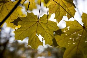 sfondo con autunno colorato acero le foglie foto