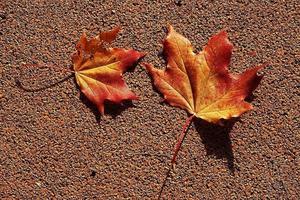 autunno caduto foglia dire bugie su un' Marrone sfondo foto