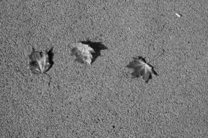 autunno caduto foglia dire bugie su un' Marrone sfondo foto