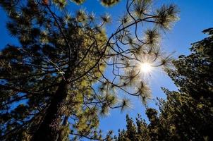 alberi nella foresta foto