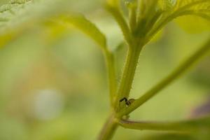 macro foto di poco bambino ragno al di sopra di il ramo e verde foglia quando primavera stagione. il foto è adatto per uso per natura animale sfondo, manifesto e pubblicità.