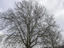 alberi su un' inverno giorno foto