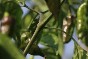 naga peperoncino è un' preferito piatto di bengalesi foto