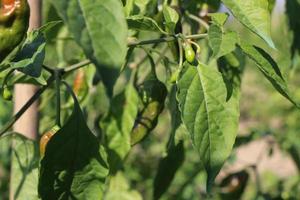 naga peperoncino è un' preferito piatto di bengalesi foto