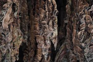 tabacco le foglie appendere a partire dal il soffitto di un' fienile per asciutto foto