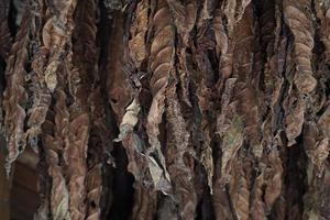 tabacco le foglie appendere a partire dal il soffitto di un' fienile per asciutto foto