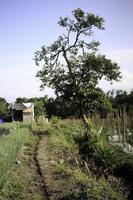 albero nel il mezzo di il giardino con montagne nel il sfondo nel il mattina. alberi accanto il sentiero principale per il giardino con il montagne nel il mattina nel il sfondo. foto