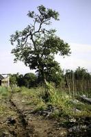 albero nel il mezzo di il giardino con montagne nel il sfondo nel il mattina. alberi accanto il sentiero principale per il giardino con il montagne nel il mattina nel il sfondo. foto