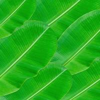 modello di foglie verdi per il concetto di natura, sfondo con texture foglia tropicale foto