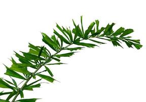 motivo a foglie verdi, foglia di palma tropicale isolata su sfondo bianco foto