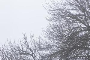 nero rami di alberi contro bianca nebbioso cielo foto
